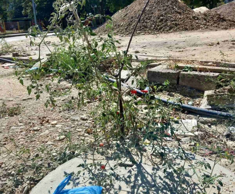 Вместо нова улица пловдивчани от "Кючука" "берат" трета реколта домати