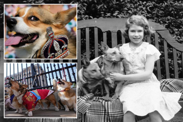 Парад на кучета от породата корги облечени с кралски одежди