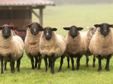 Апаш нахлу в къща в Шуменско, открадна три агнета, четири овце и овен