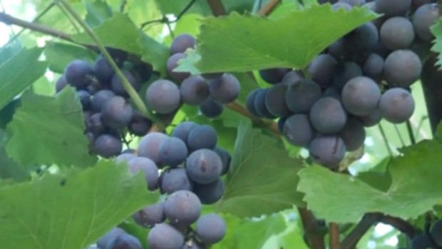 Производители на грозде сигнализират за слаба реколта и ниско качество