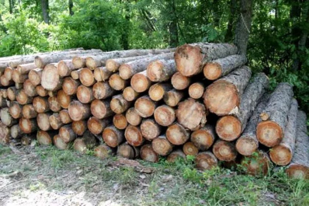 Извършването на сеч и дърводобив в Странджа е под изключителен