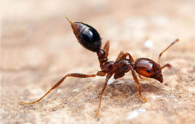 Червената огнена мравка, един от най-инвазивните видове в света, е