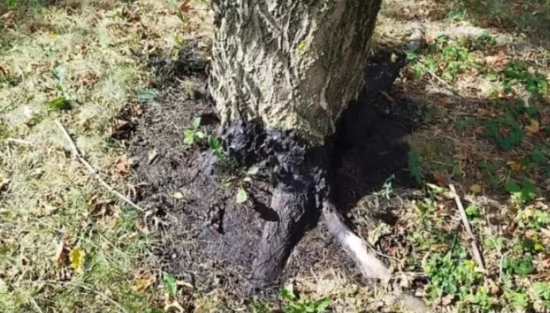 �������� ��������� ��� � ������� "������"