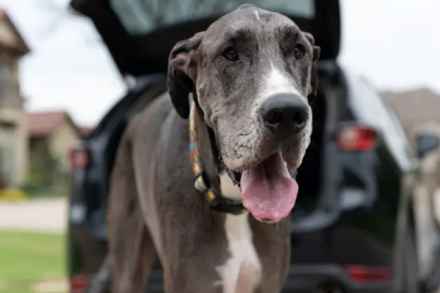 Почина най високото куче в света Кучето Зевс което държеше