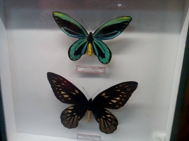 TD От днес най голямата и скъпа пеперуда в света