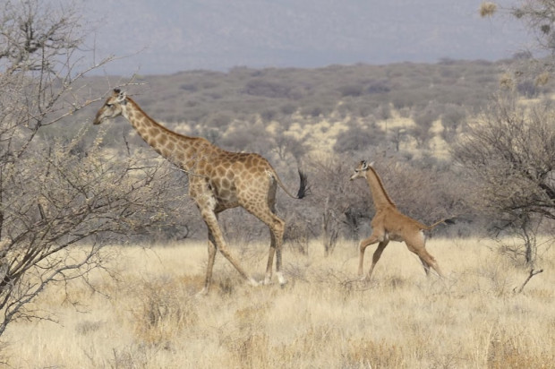 Жираф без петна бе забелязан в Намибия и остави учените