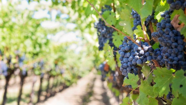 Заради лошата реколта от грозде тази година цените на винените