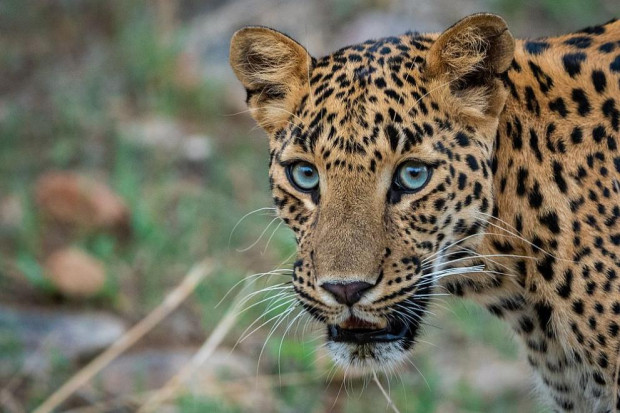 Леопард ухапа момиче в зоопарка във Варна  Инцидентът е станал докато