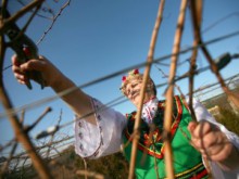 Заподозряха жена от Куклен в унищожаване на 1000 кг грозде