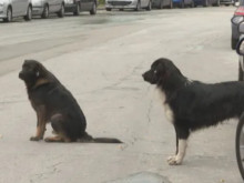 Кучета нападнаха жена в "Надежда" в София