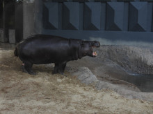 Хипопотамът джудже Емилио с изцяло обновено заграждение в Софийския зоопарк