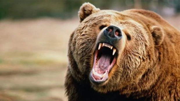Ловец отстреля кафява мечка край Смолян