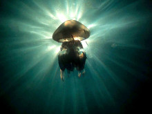 Изложба с подводна фотография откриват във Варна