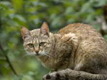 Броят на уличните котки в София се е увеличил значително: Какво е решението 