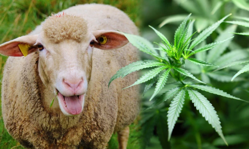 Стадо овце в Гърция успя да изяде 100 кг марихуана