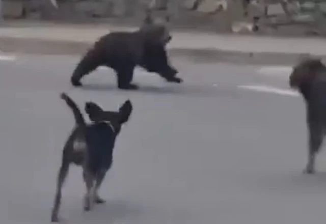 Мече слезе в центъра на родопско селце