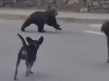 Мече слезе в центъра на родопско селце