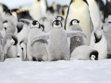 Пингвините в Антарктика са изправени пред заплаха от масова смърт