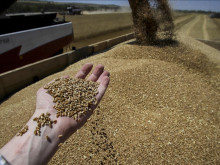 Египет води преговори за закупуване на един милион тона пшеница от Русия