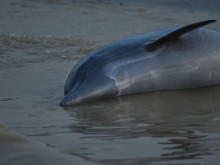 Стотици мъртви делфини са открити по бреговете на река Амазонка