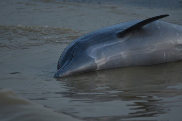 Повече от сто делфина са открити мъртви в бразилската част