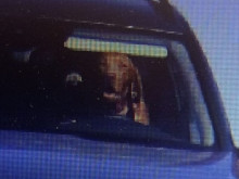 Куче шофира с превишена скорост, полицията го засне