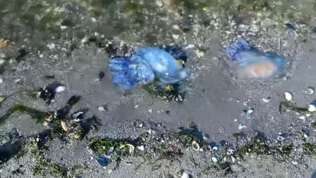 Мъртви медузи накараха варненец да се замисли Човекът обясни че