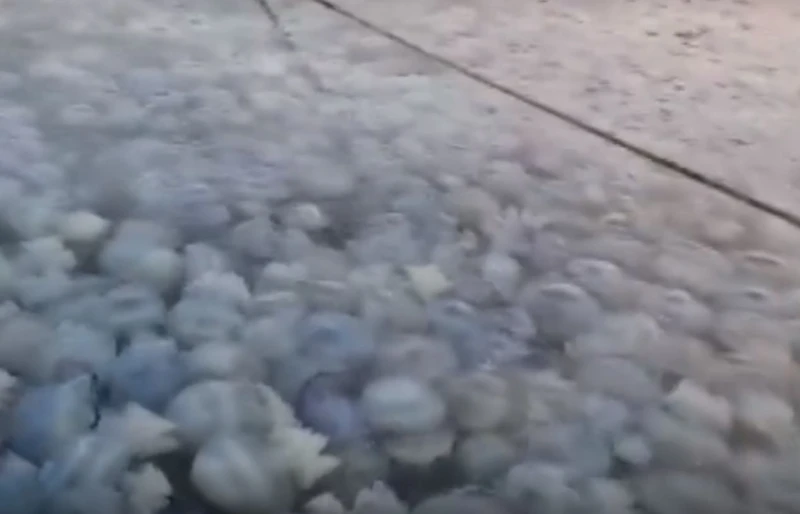 Невиждано нашествие на медузи в Черно море