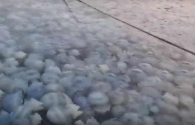 Страшно нашествие от медузи се наблюдава във водите на Черно