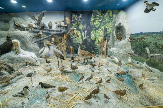 TD Регионалният природонаучен музей – Пловдив отваря врати за първото по