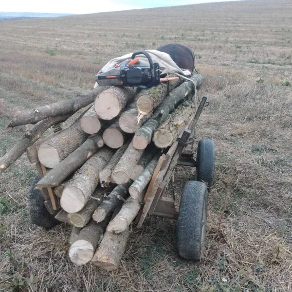 Задържаха бракониери добивали дърва