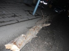 Стар кестен смачка 7 коли на бул. "Марица"