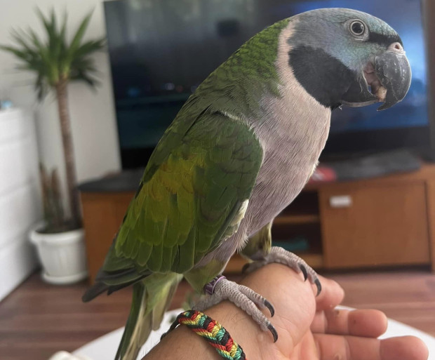 TD Пловдивчанин търси своя излетял папагал С такъв зов за помощ