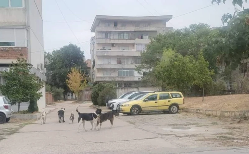 Глутници бездомни кучета притесняват петричани 