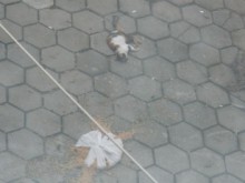 Убиват котки с пушка в Пловдив