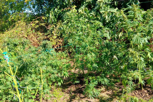 </TD
>Канабисови растения и суха тревна маса са открили беленски полицаи