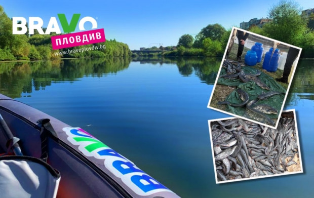 TD Пловдивски рибари ще зарибят Марица със сом и бял амур