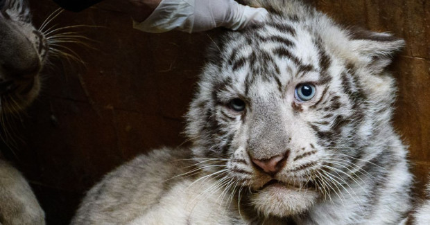 Четири бели тигърчета се родиха във варненския зоопарк. Щастливото събитие е