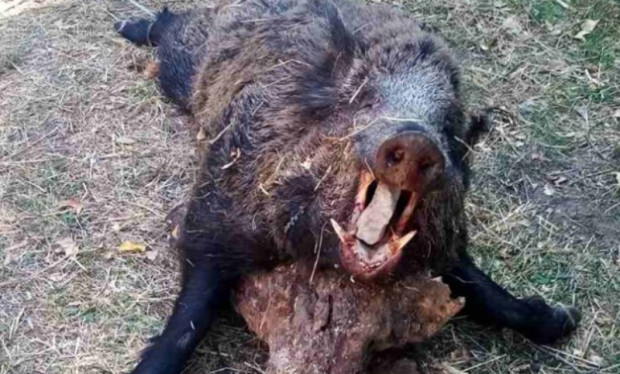 250 килограмово диво прасе повали при излета си през миналия уикенд
