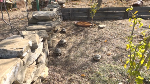 Спасителният център за костенурки в несебърското село Баня е застрашен