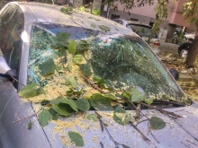 Огромен клон се стовари върху паркирани автомобили в Пловдив