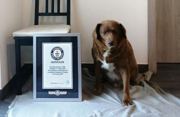 Боби, най-възрастното куче в света почина на 31 години и