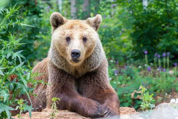 14 годишна кафява мечка която е част от обитателите на Зоопарк