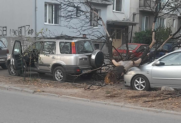 </TD
>Сухо и изгнило дърво е паднало върху две паркирани коли