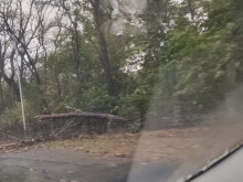 Паднали дървета ограничават движението на главния път Шумен - Бургас
