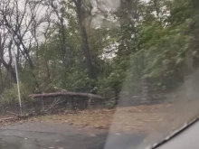 Паднали дървета ограничават движението на главния път Шумен - Бургас