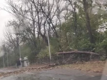 Дърво се стовари върху жена в Градската градина в Шумен