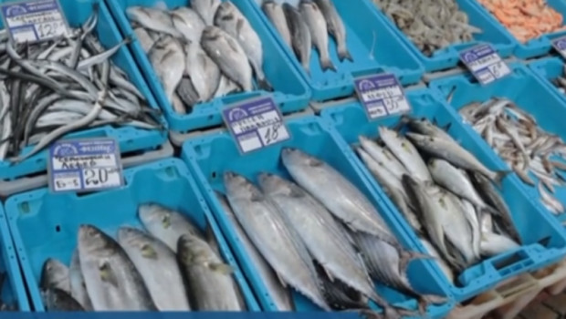 </TD
>Необичайно топлото време по Черноморието превърна прясната риба в деликатес.