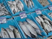 Необичайно топлото време превърна прясната риба в Бургас в деликатес