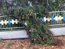 Какво е състоянието на жената, пострадала при падането на дърво в Шумен